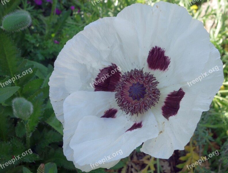 Poppy Turkish Poppy Riesenmohn Garden Oriental Poppy