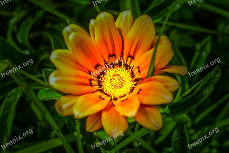 Flower Beautiful Illuminated Beautiful Spring Free Photos