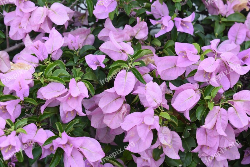 Flower Background Bougainvillea Plants Pattern