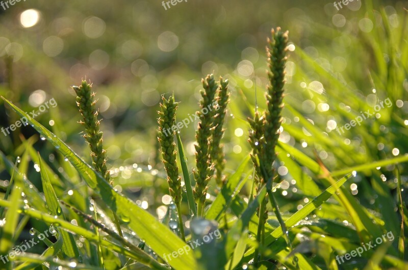 Plantain Grass Clippings Dew Abstract Free Photos