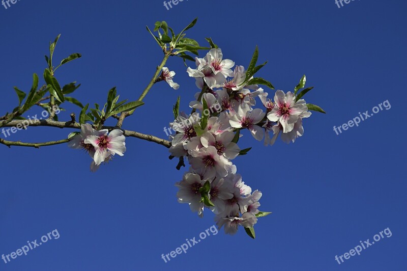 Almond Flowers Flowery Branch Flowering Almond Trees Flowering Flowers