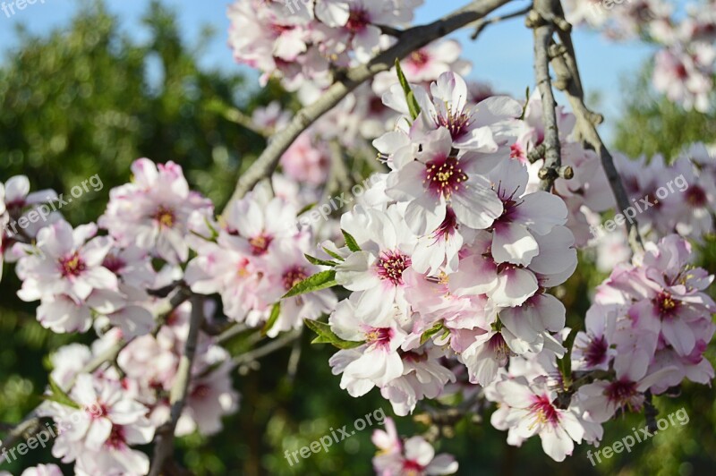 Almond Flowers Flowery Branch Flowering Almond Trees Flowering Spring