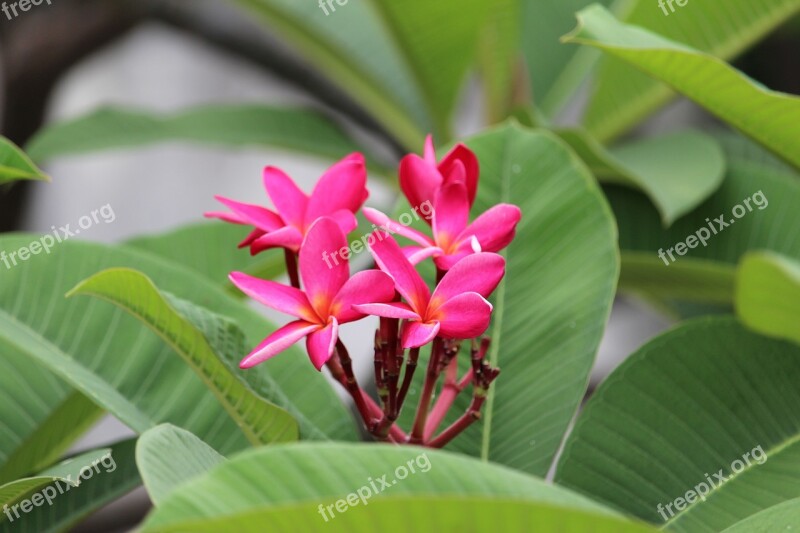 More Information Pink Fragrapanti Frangipani Flowers