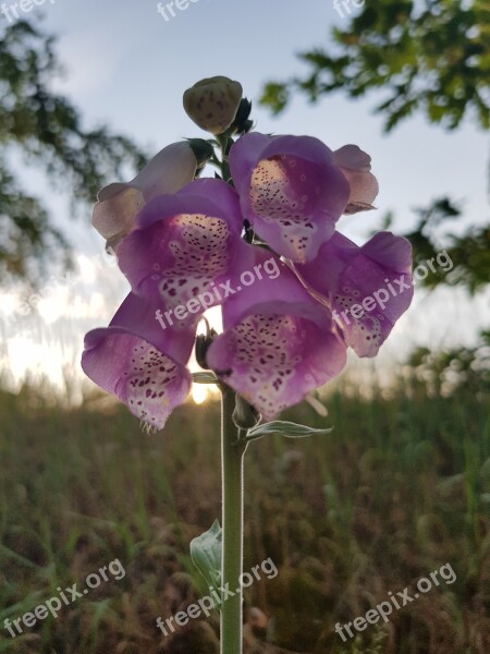 Lupine Flower Plant In The Free Summer