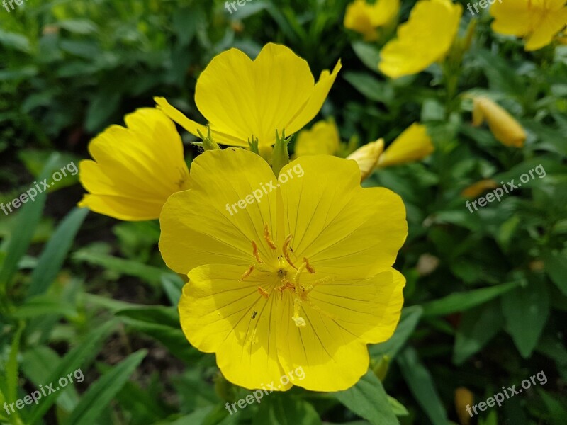 Yellow Flower Plant Yellow Flower Summer