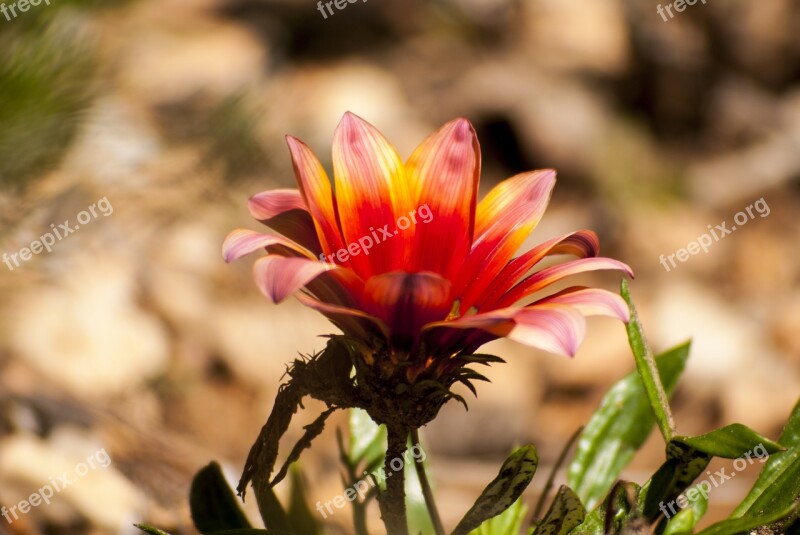 Flower Orange Flowers Oranges Garden Free Photos