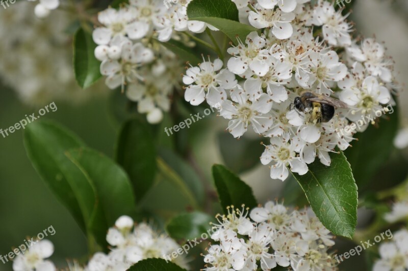 Bee Firethorn Summer Blossom Free Photos