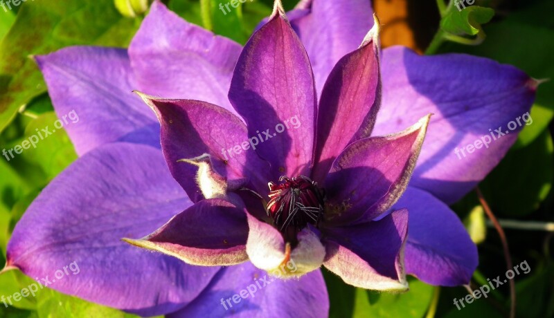 Flower Clematis Blue Creeper Nature