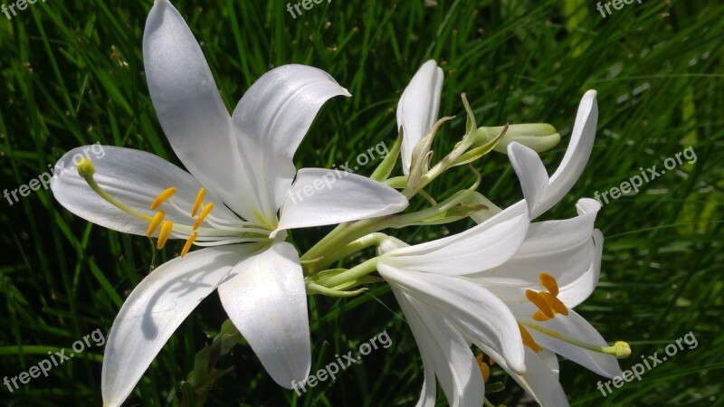 Lilium Nature Pollen Beatiful Flower