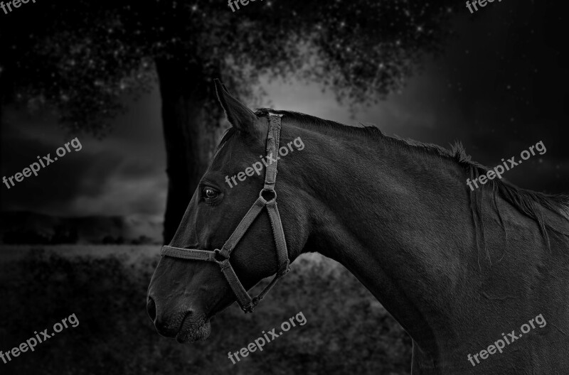 Horse Portrait Black White Fantasy