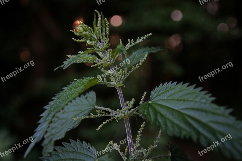 Brennessel Night Stinging Nettle Nettles Background