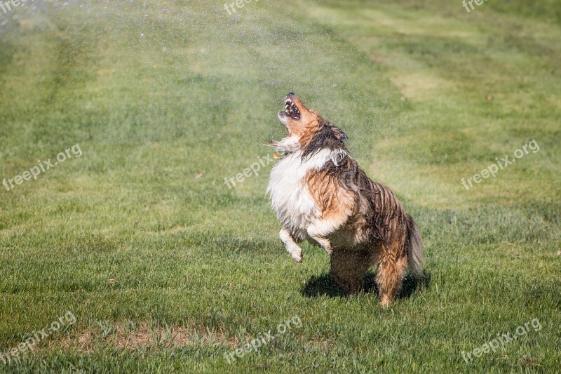 Shelti Sprinkler Wet Dog Playful Cute