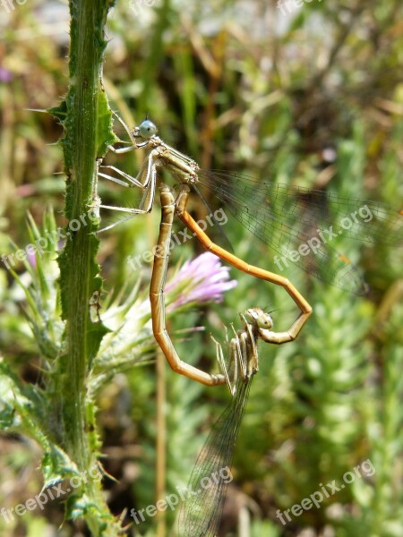 Dragonfly Damselfly Insects Mating Copulation Sympecma Fusca