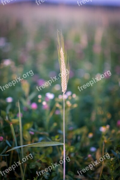 Blade Of Grass Halm Meadow Grass Grasses