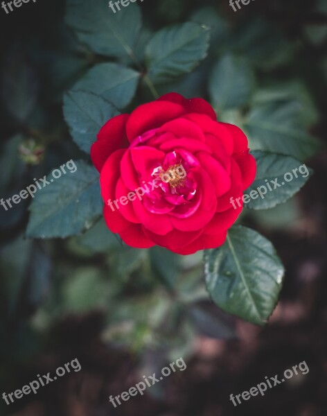 Rose Bloom Flower Nature Plant