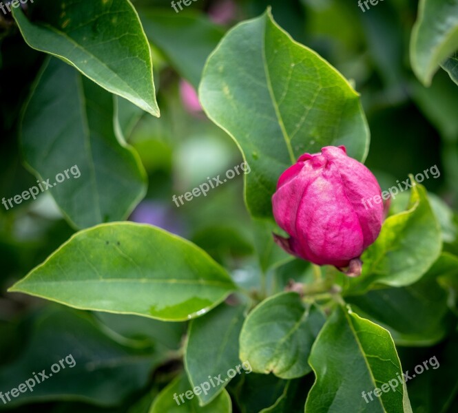 Blossom Bloom Bud Closed Spring