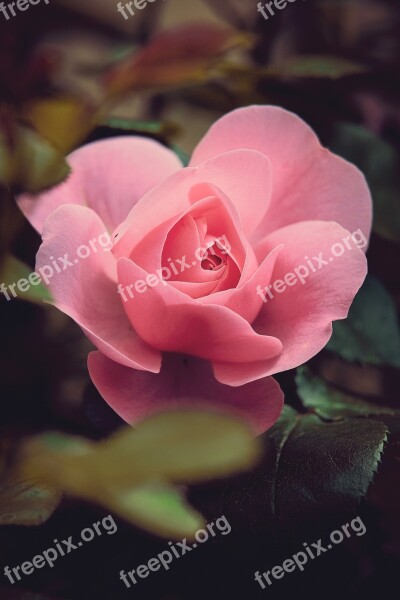 Rose Garden Blossom Bloom Romance