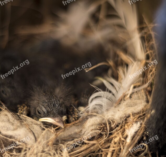 Bird Chick Nest Beak Feathers