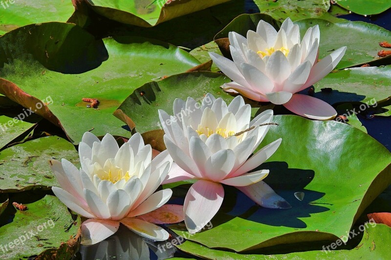 Water Lilies The Beauty Of Nature Flower Water Free Photos