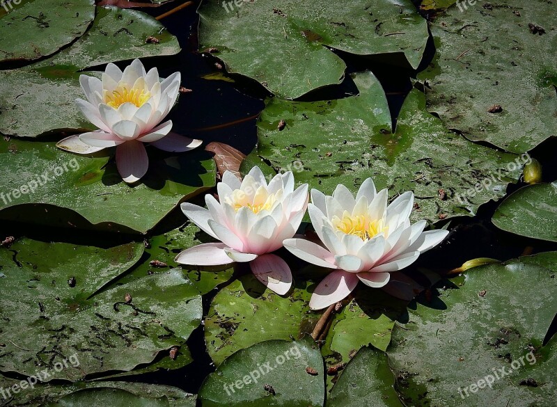 Water Lilies The Beauty Of Nature Flower Water Plant Free Photos