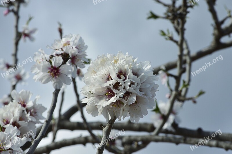 Almond Flowers Almond Blossom Flowery Branch Flowering Almond Tree