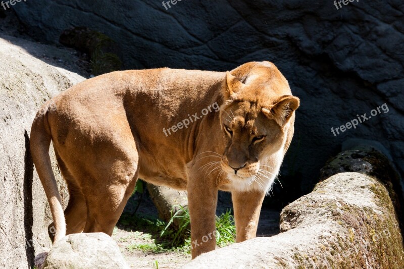 Lioness Predator Female Animal Zoo