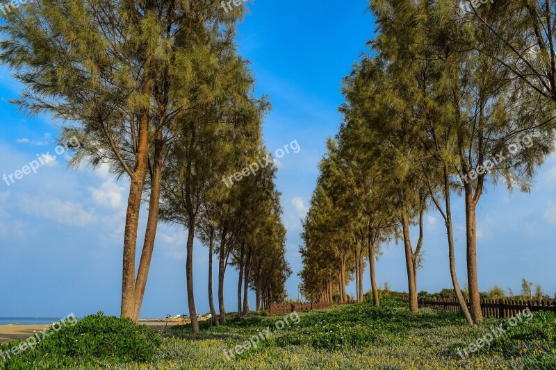 Trees Sky Clouds Scenery Nature