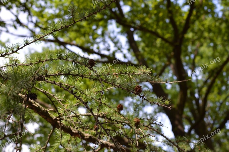 Tree Pine Tree Pine Trees Pine Nature