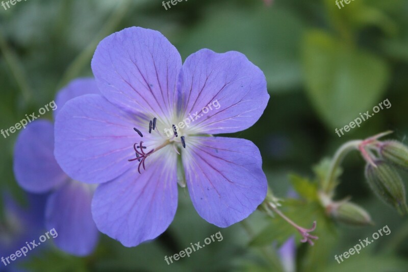 Cranesbill Geranium Meadow Cranesbill Geranium Pratense Flower