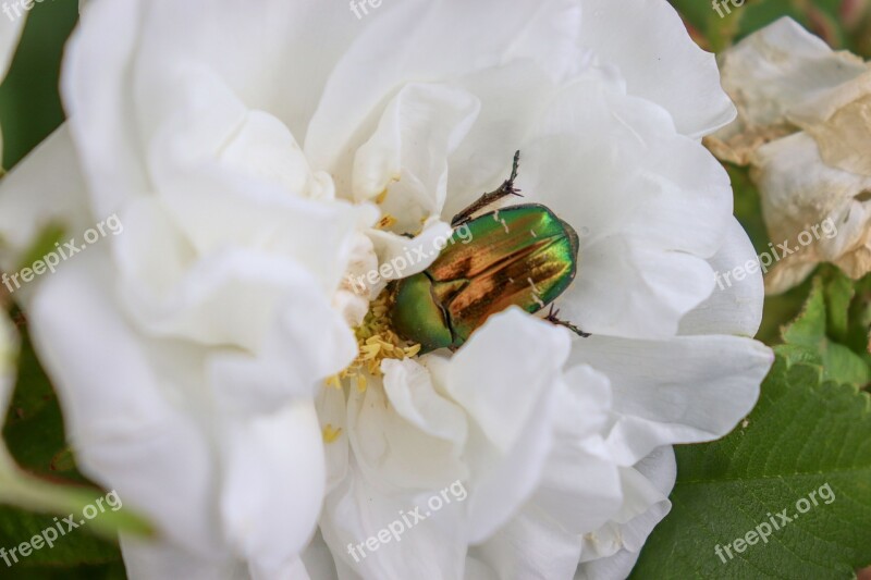 Beetle Rose White Beetles Macro