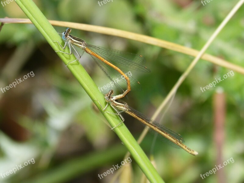 Dragonfly Damselfly Insects Mating Copulation Sympecma Fusca