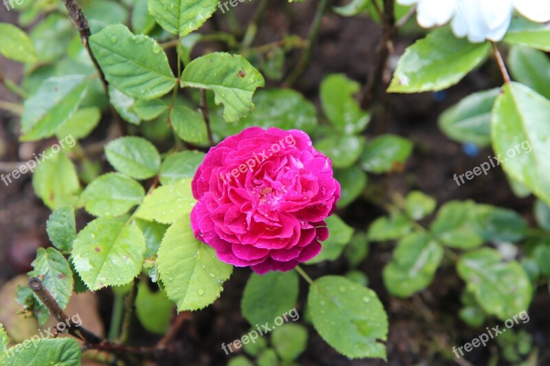 Old Rose Red Rose Rosebush Free Photos