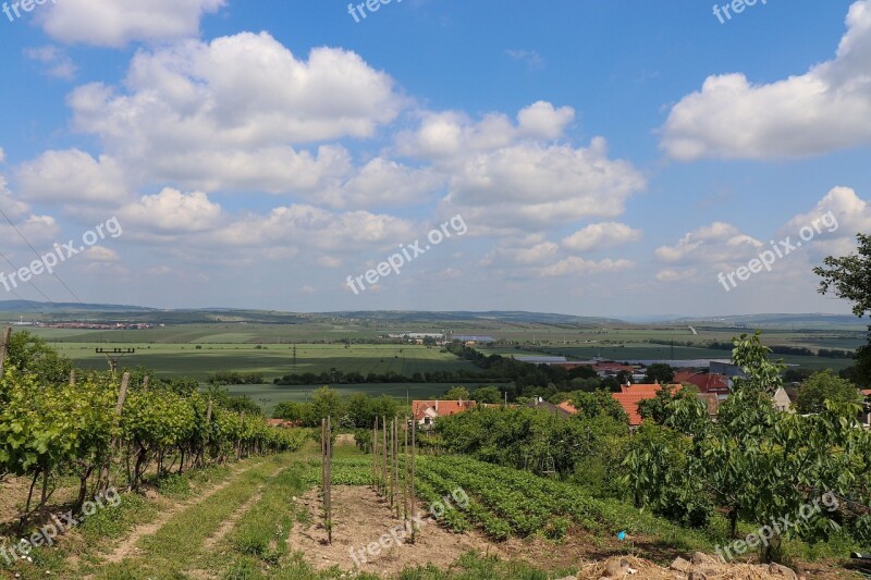 Macro Moravia Vineyard Czech Republic Czechia