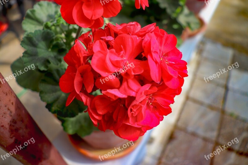 Nutmeg Red Flower Garden Balcony Flowers