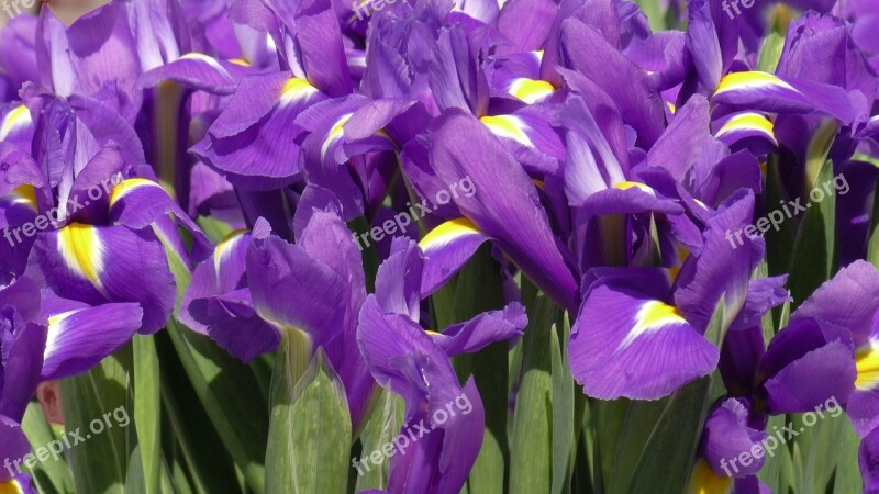 Iris Irises Flower Floral Bloom