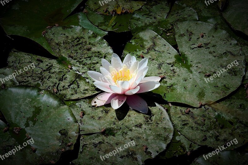 Water Lilies The Beauty Of Nature Flower Water Free Photos