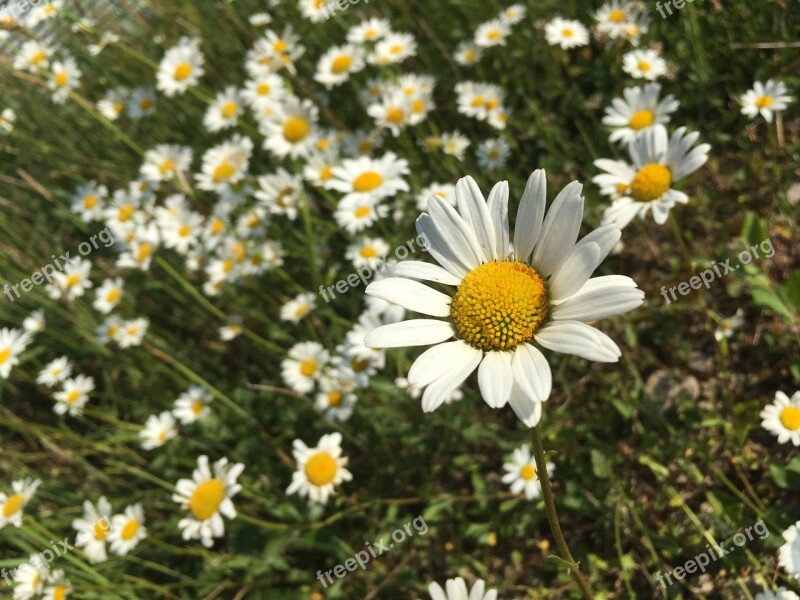 Daisies Flowers White Spring Summer