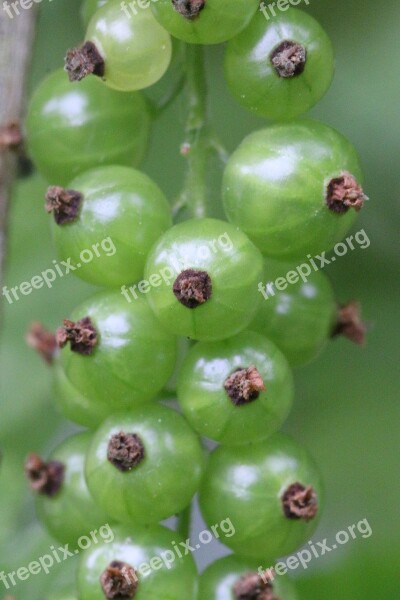 Currants Fruit Small Fruit Food Macro