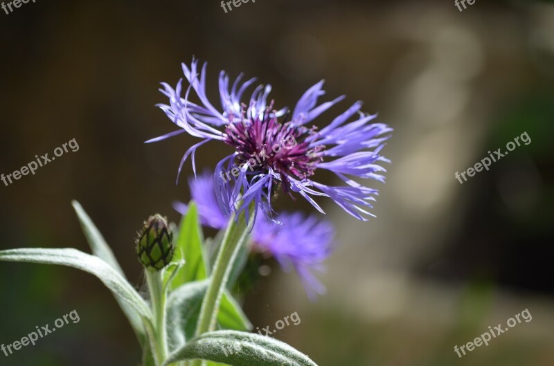 Cornflower Flower Nature Free Photos