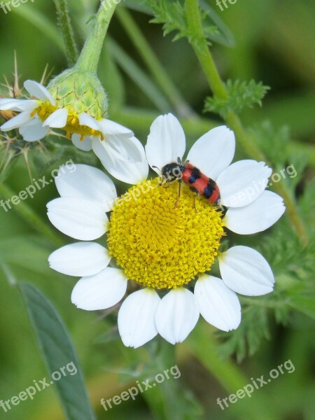 Trichodes Apiarius Orange Beetle Coleoptera Grated Insect