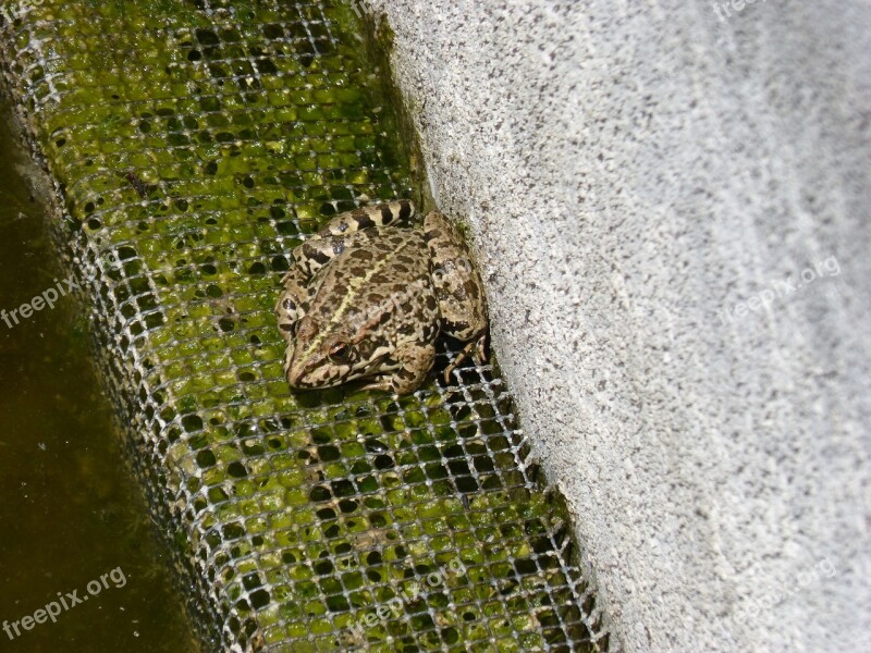 Frog Raft Batrachian Free Photos