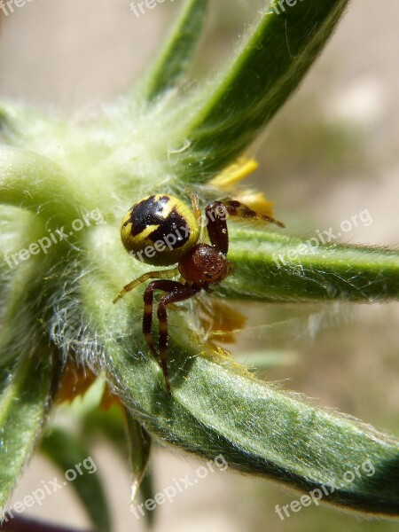 Spider Arachnid Predator Spider Tiger Detail