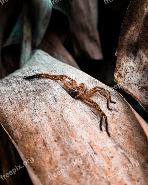 Spider Exoticism Vivid Nature Animal