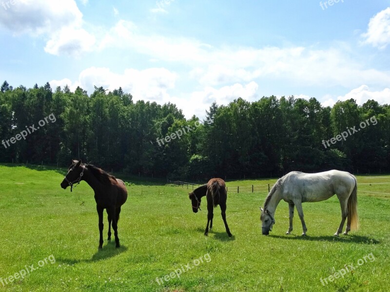 Horses Forest The Horse White Horse Animal