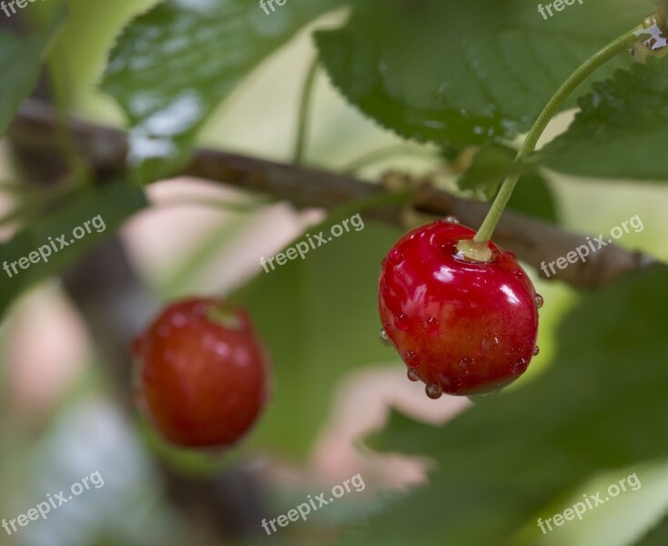 Cherries Drops Cherry Fruit Fresh Fruit