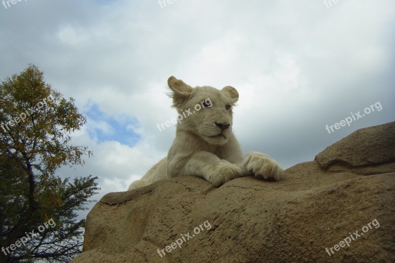 Leeuwenjong White Lion Free Photos