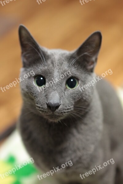 Russian Blue Cat Feline Cats Pet