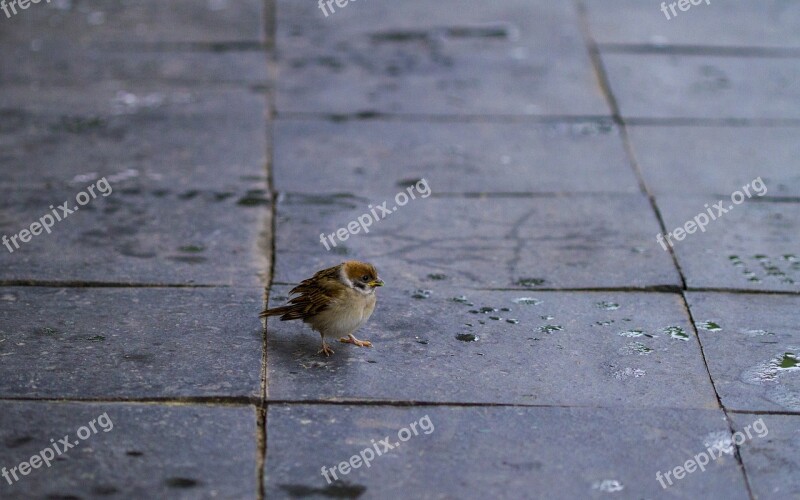 Sparrow New Animal Wildlife Birds