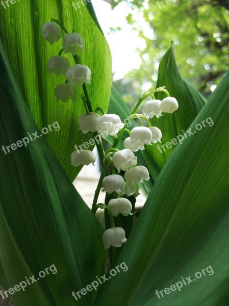 Lily Of The Valley Spring May White Nature