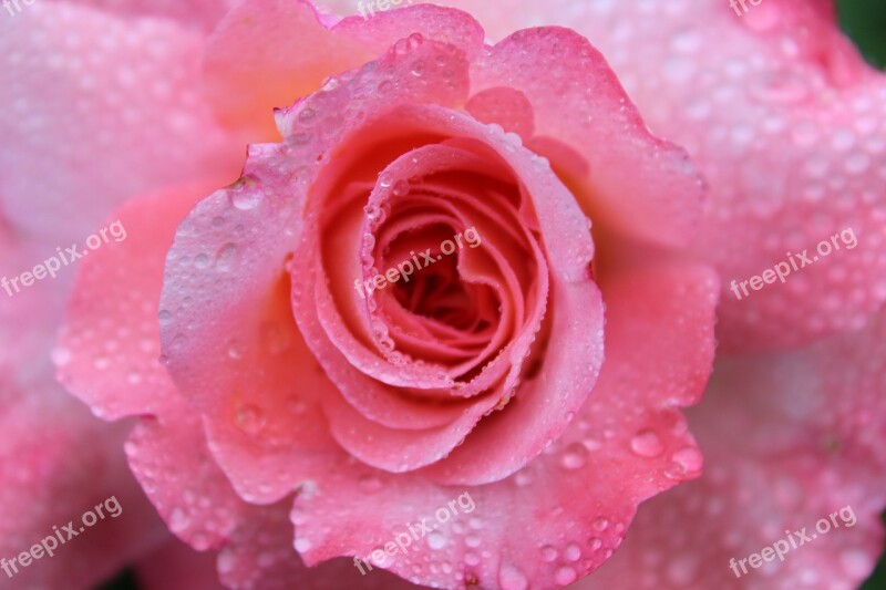 Pink Rose Rose Raindrop Love Romance